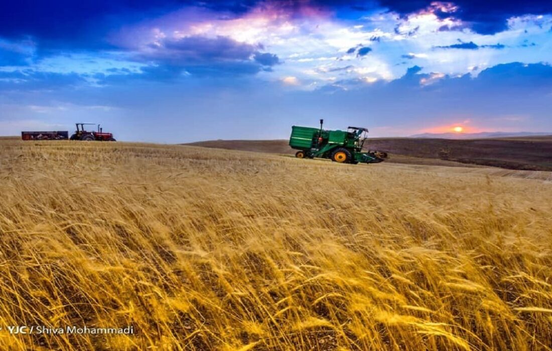 مطالبات گندمکاران تا پایان شهریور تسویه می‌شود