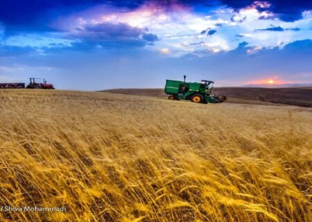مطالبات گندمکاران تا پایان شهریور تسویه می‌شود