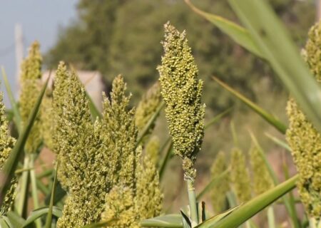 سورگوم کشت جایگزین مناسب ذرت