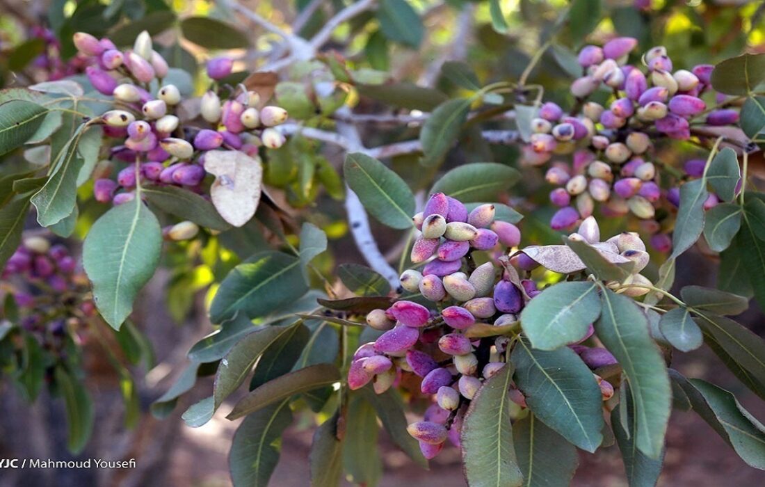 صادرات ۱.۷ میلیارد دلار پسته به ۷۳ کشور دنیا