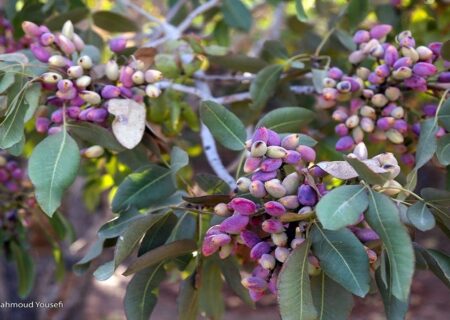 صادرات ۱.۷ میلیارد دلار پسته به ۷۳ کشور دنیا